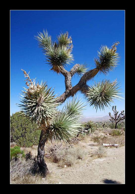 Joshua Tree