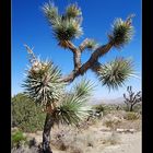 Joshua Tree