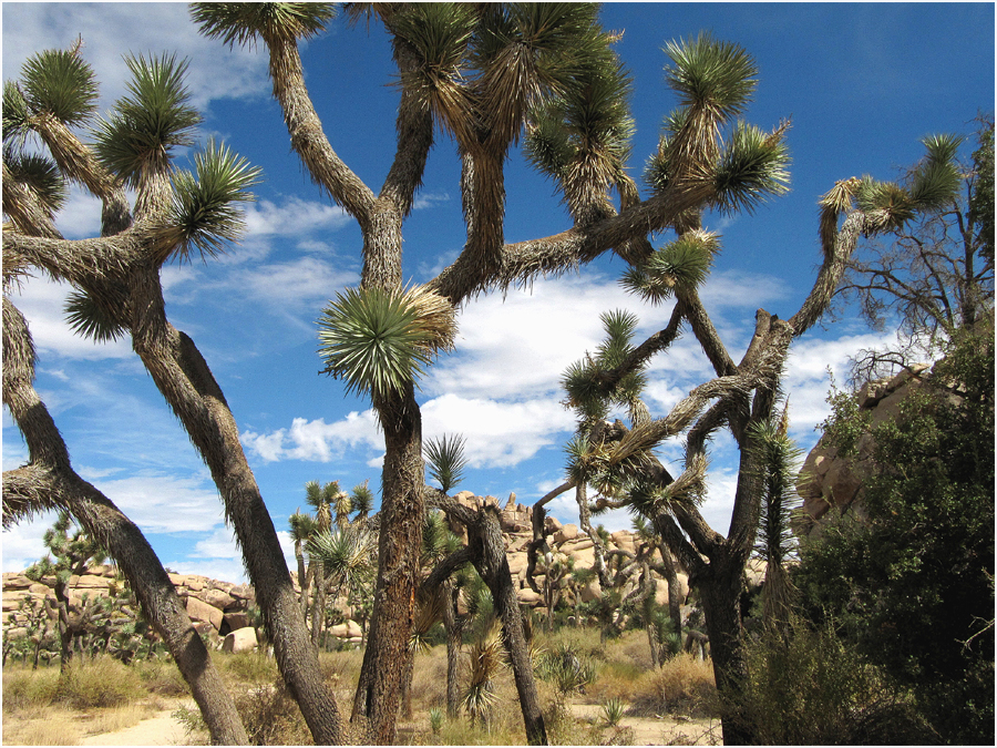 Joshua Tree