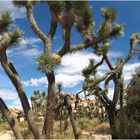 Joshua Tree