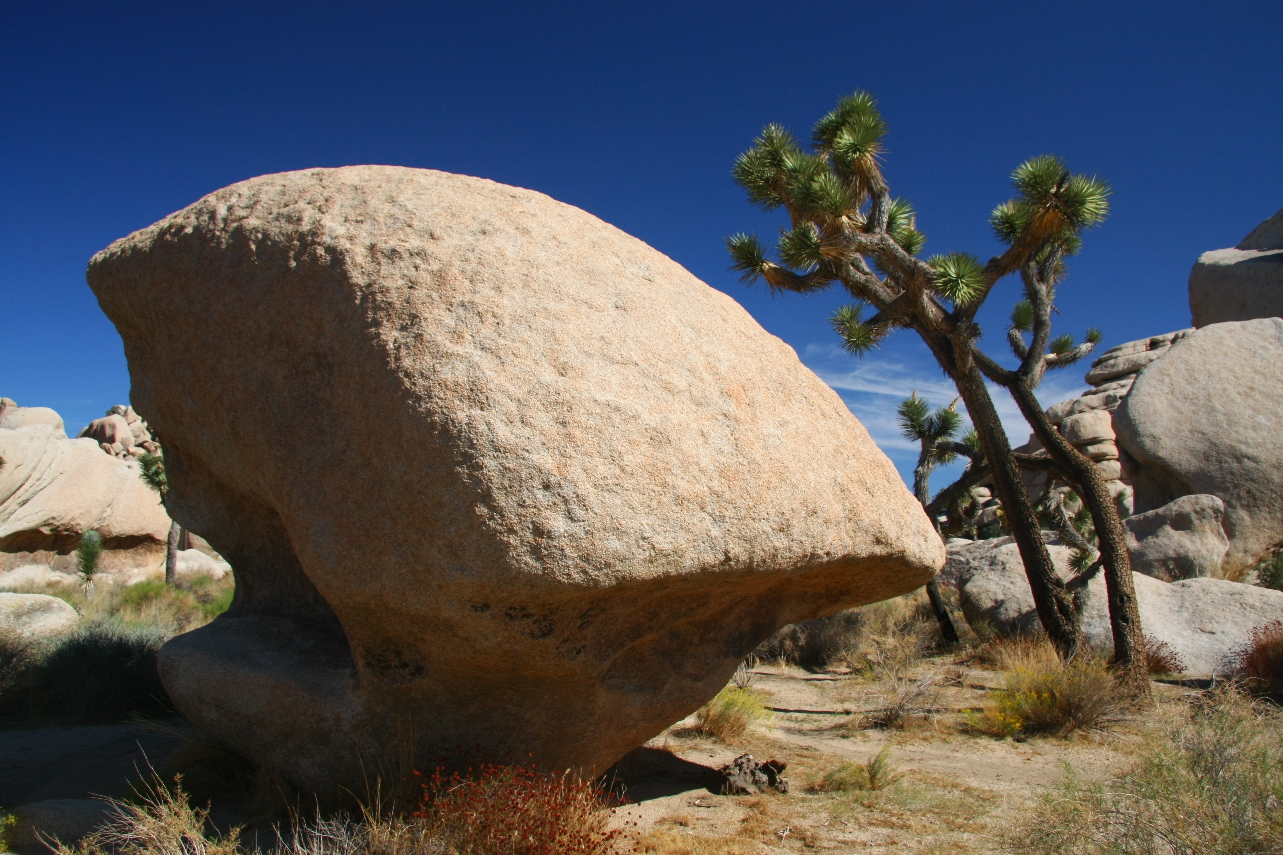 Joshua Tree