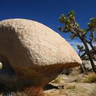 Joshua Tree