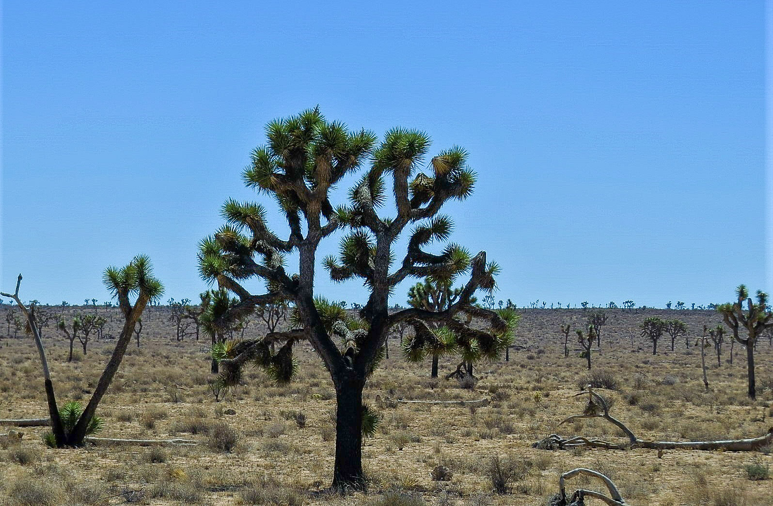 Joshua tree