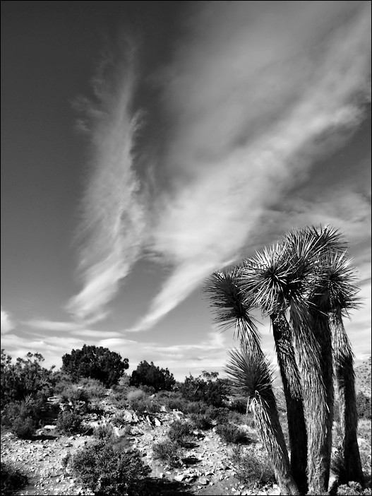 Joshua Tree