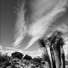 Joshua Tree