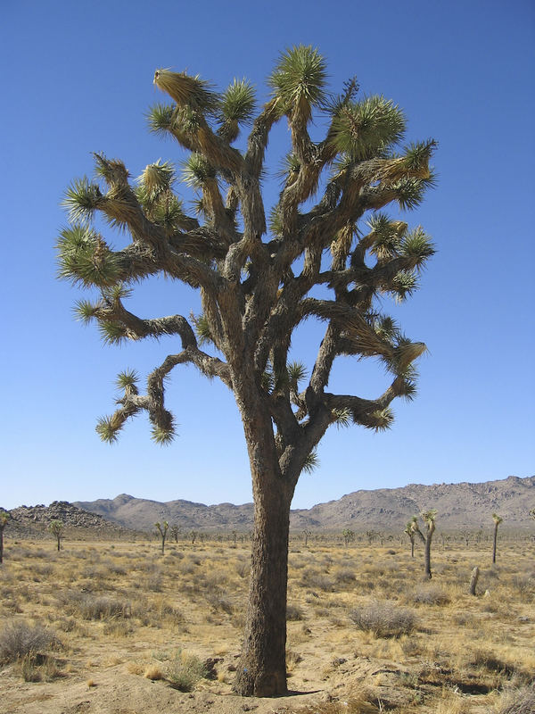 Joshua Tree