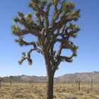 Joshua Tree