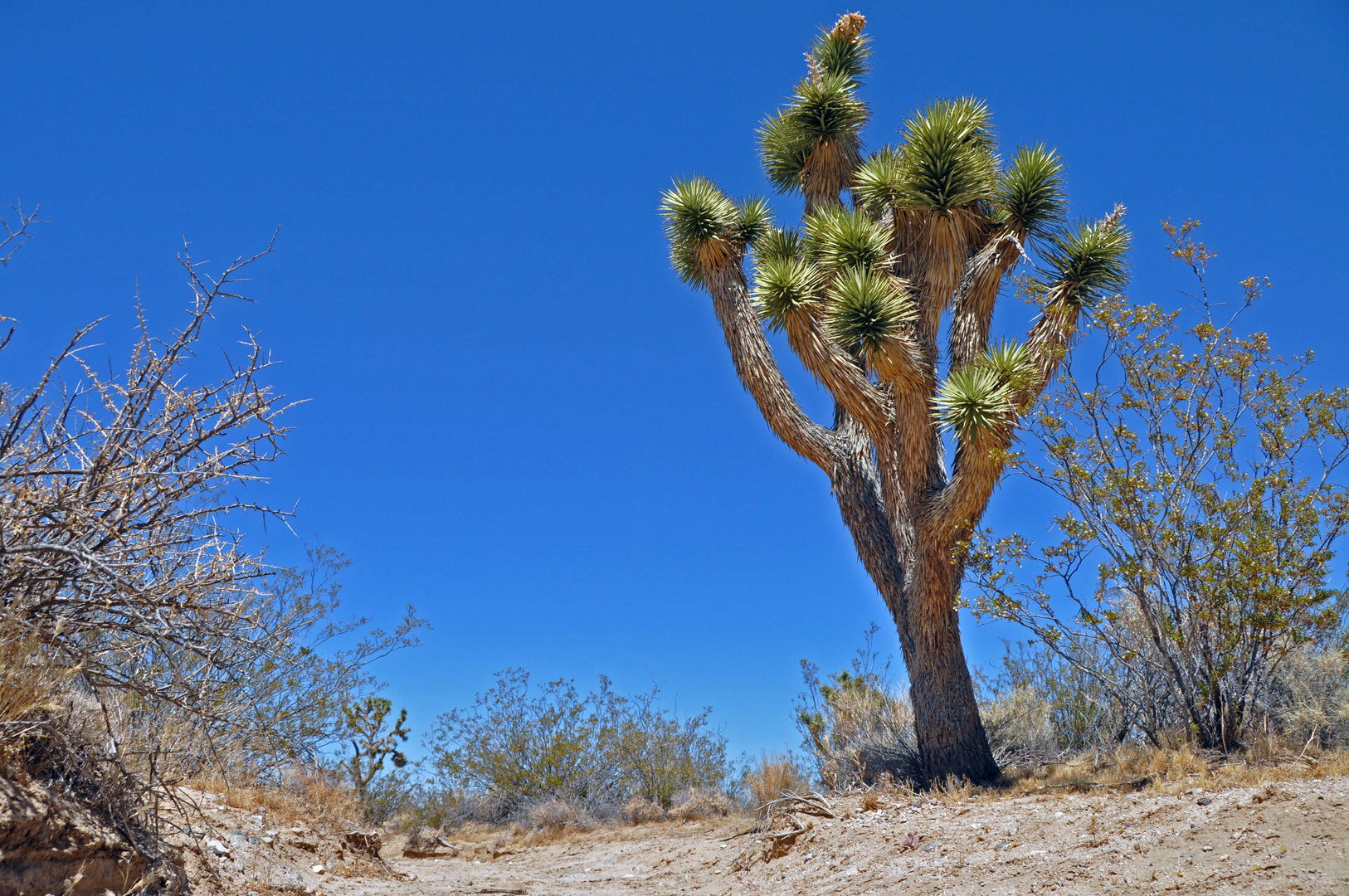 Joshua Tree