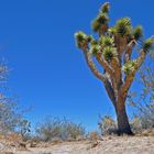 Joshua Tree