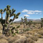 Joshua Tree #1