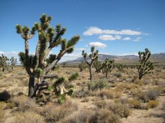 Joshua Tree #1