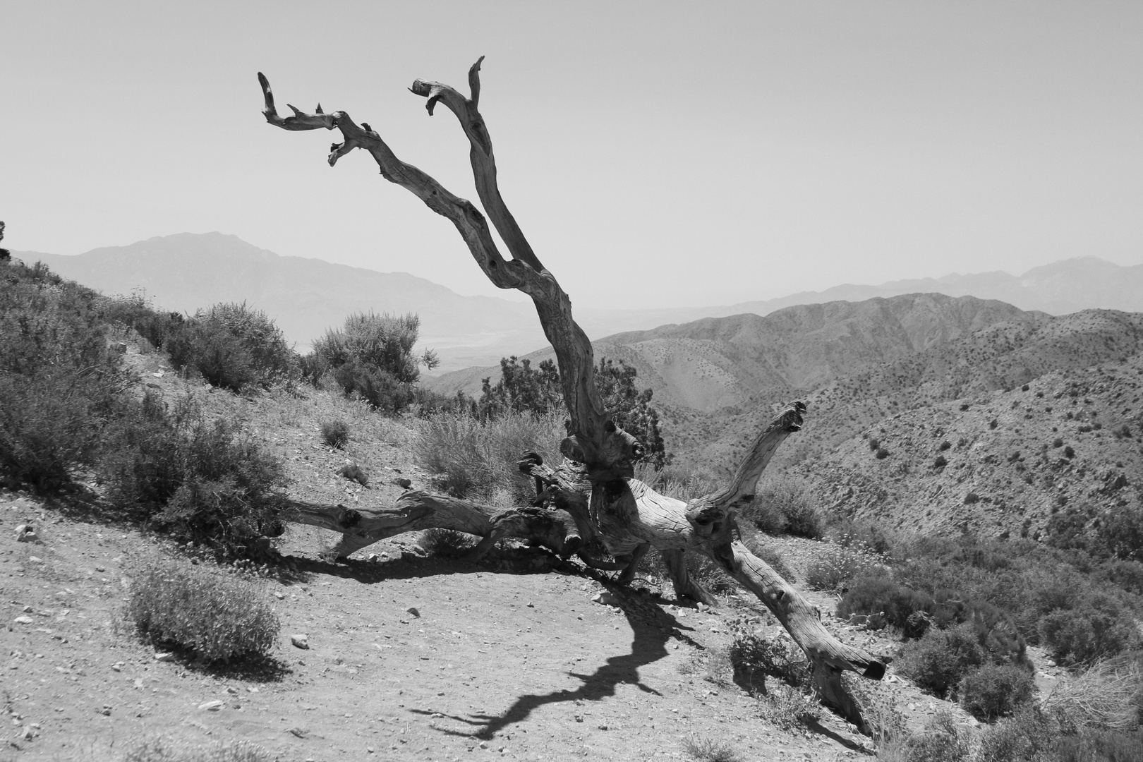 Joshua Tree #1