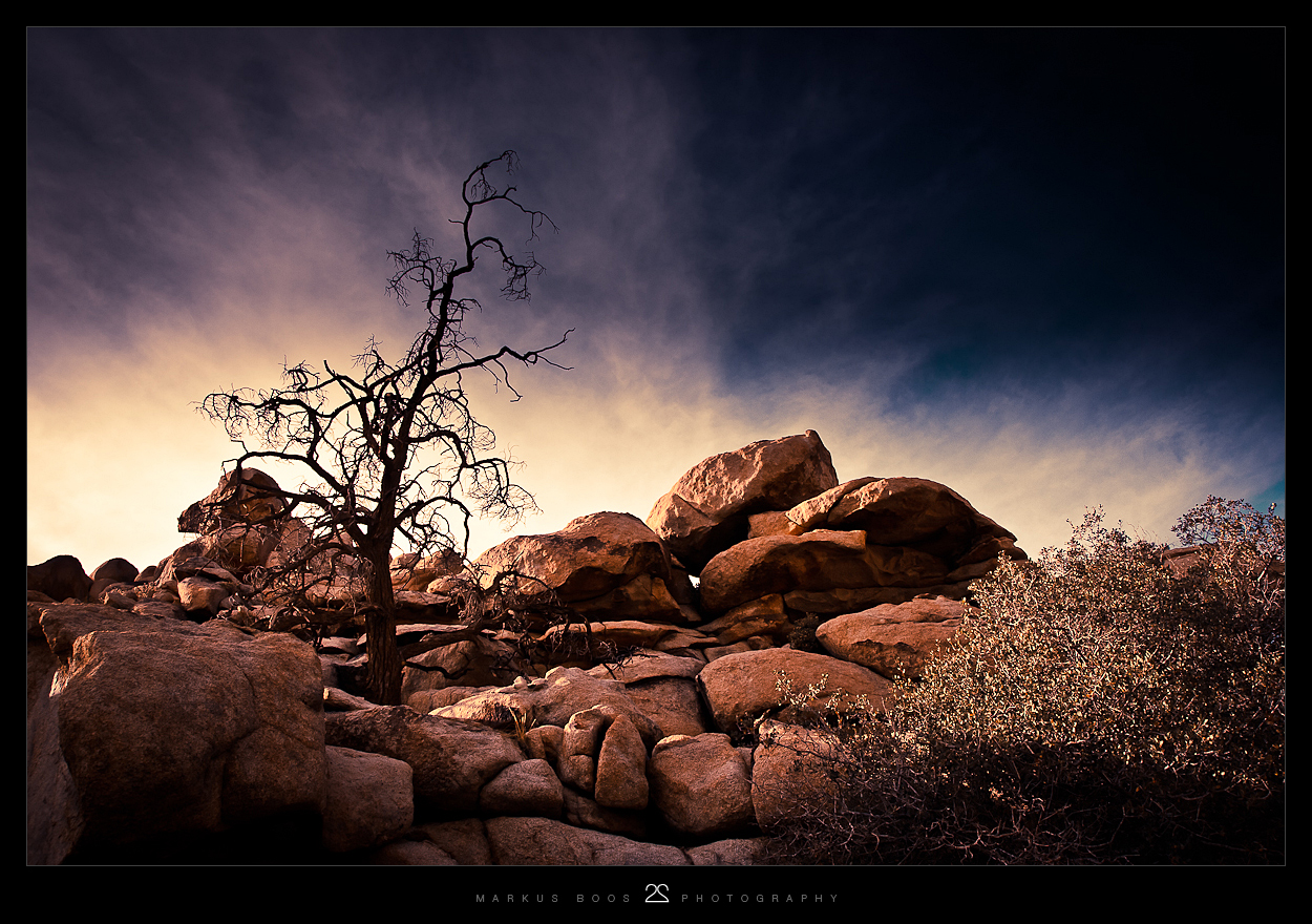 Joshua Tree 10