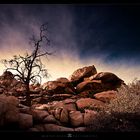 Joshua Tree 10