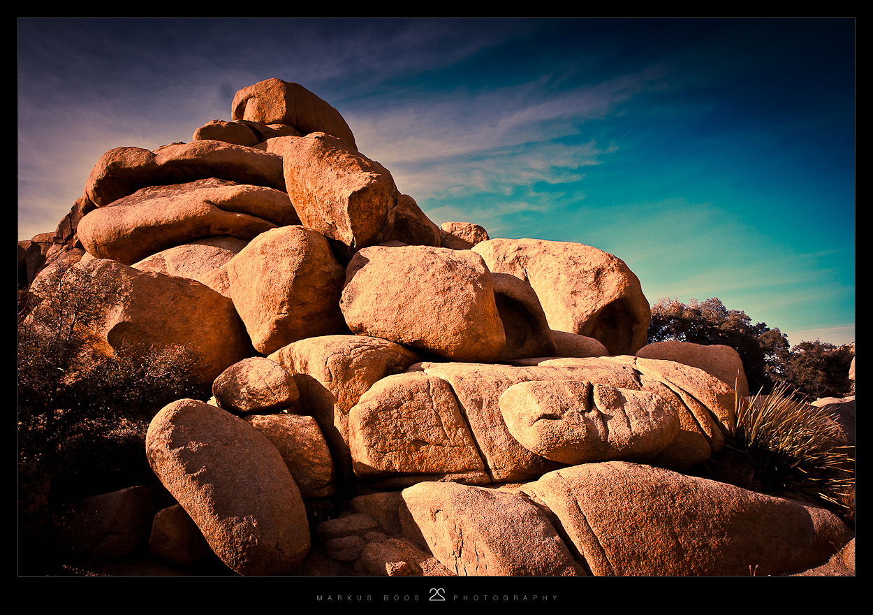 Joshua Tree 11