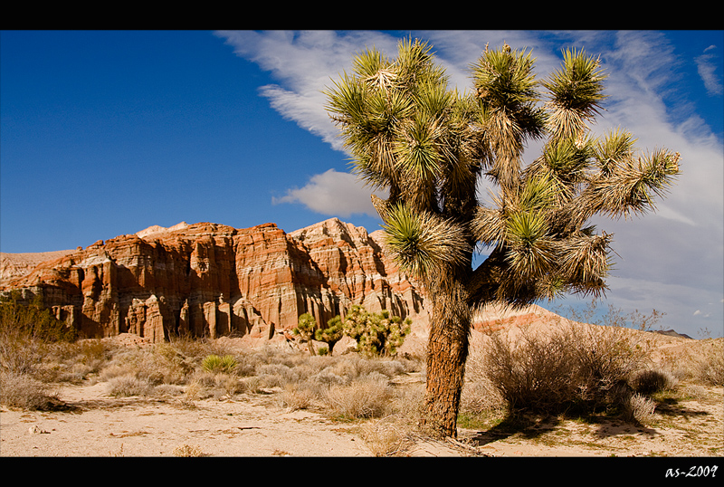 Joshua Tree