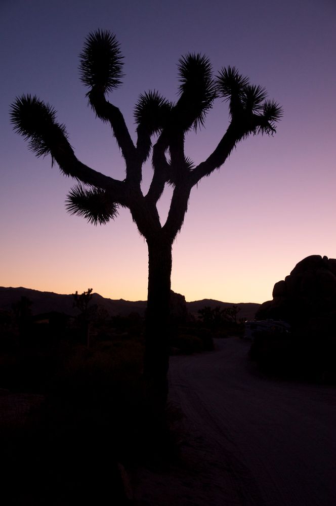 Joshua Tree