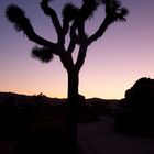 Joshua Tree