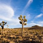 Joshua Tree