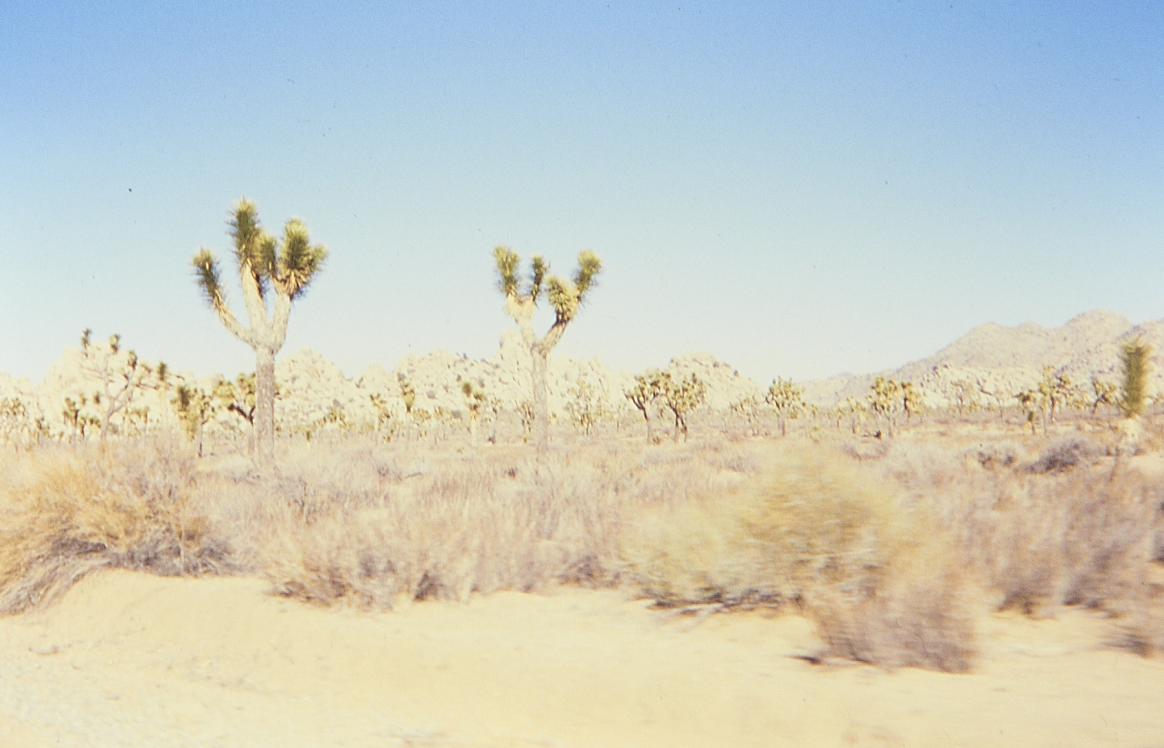 Joshua Tree 1990