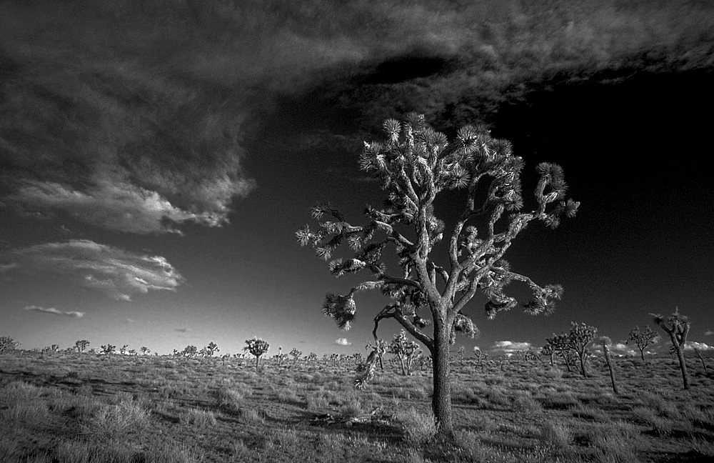 Joshua Tree