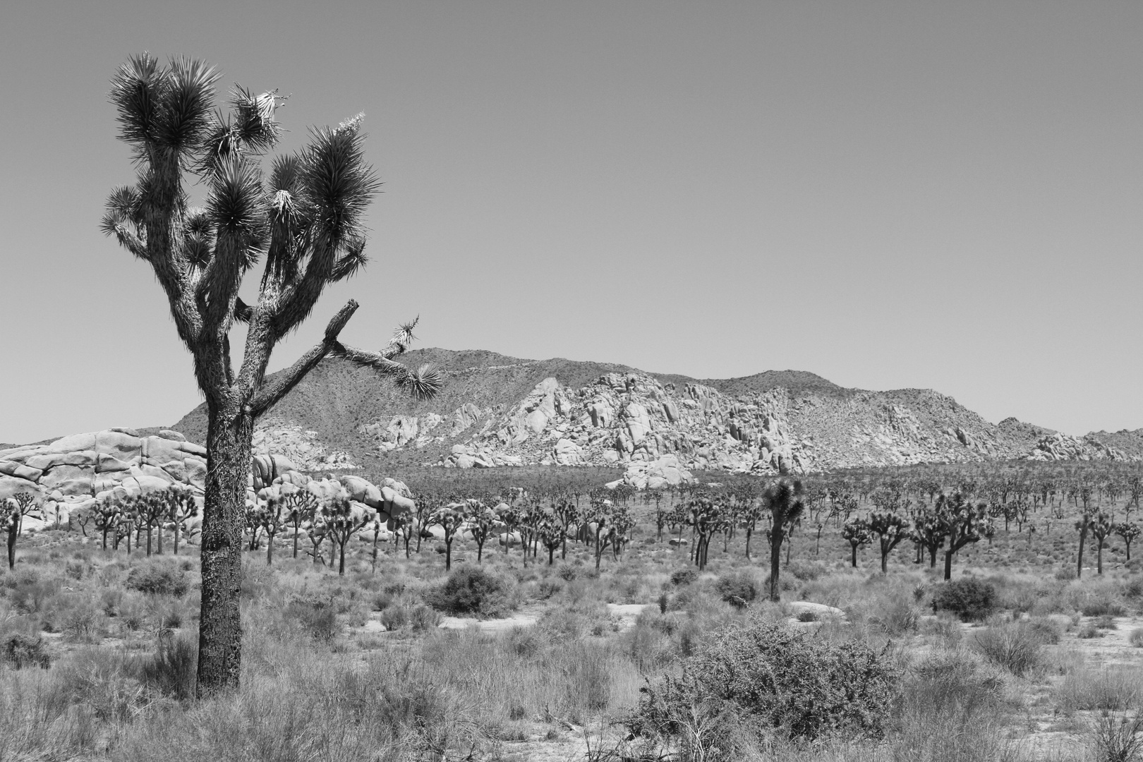 Joshua Tree #2