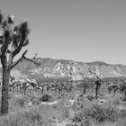 Joshua Tree #2