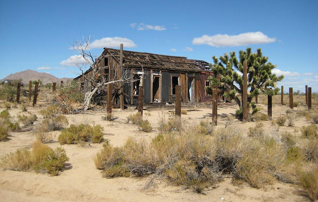 Joshua Tree #2