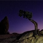 Joshua Tree 2