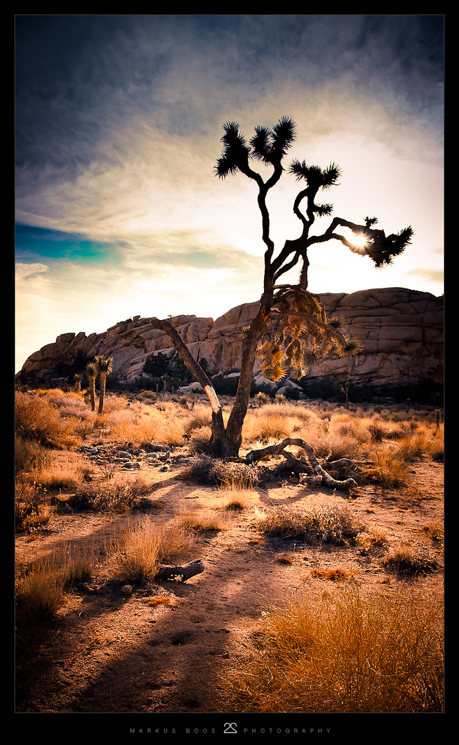 Joshua Tree 2