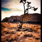 Joshua Tree 2