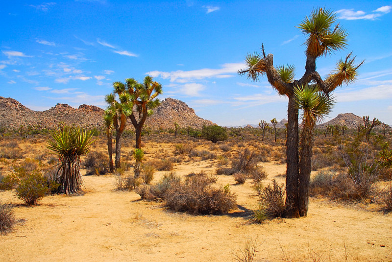 Joshua Tree 2