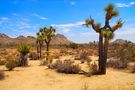 Joshua Tree NP