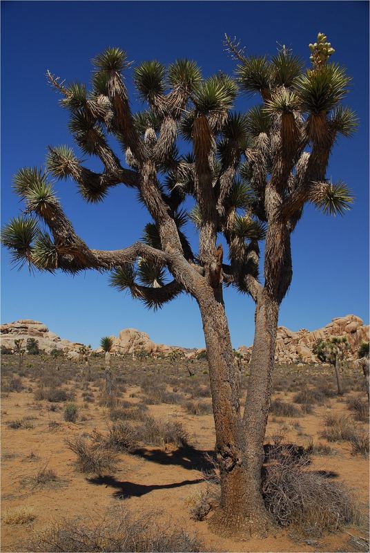 Joshua Tree 2007