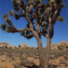 Joshua Tree 2007