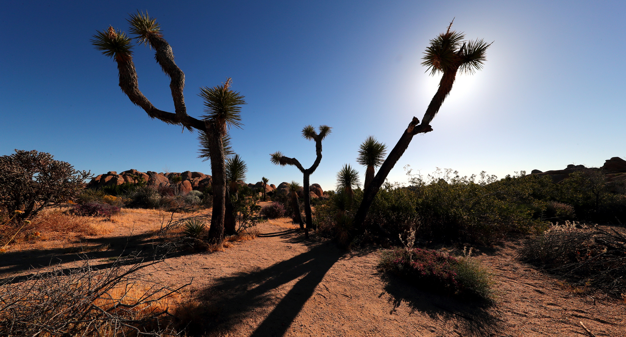 Joshua Tree 2017