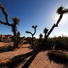 Joshua Tree 2017