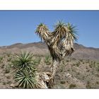 Joshua Tree