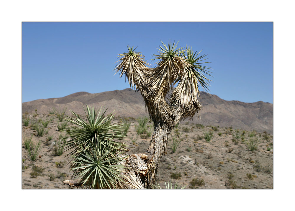 Joshua Tree