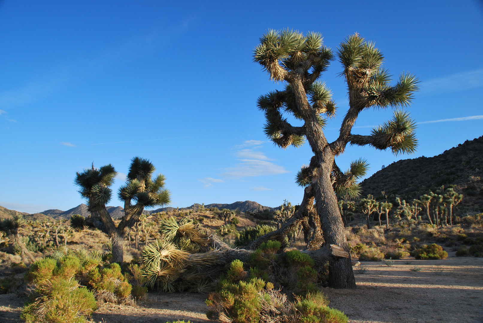 Joshua Tree