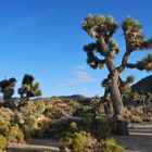 Joshua Tree