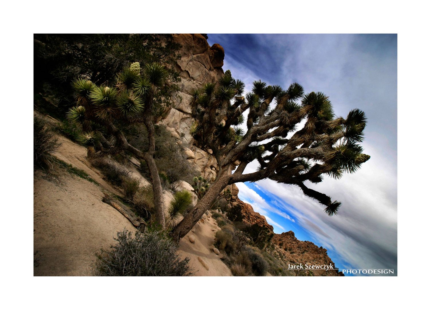 Joshua Tree - 3