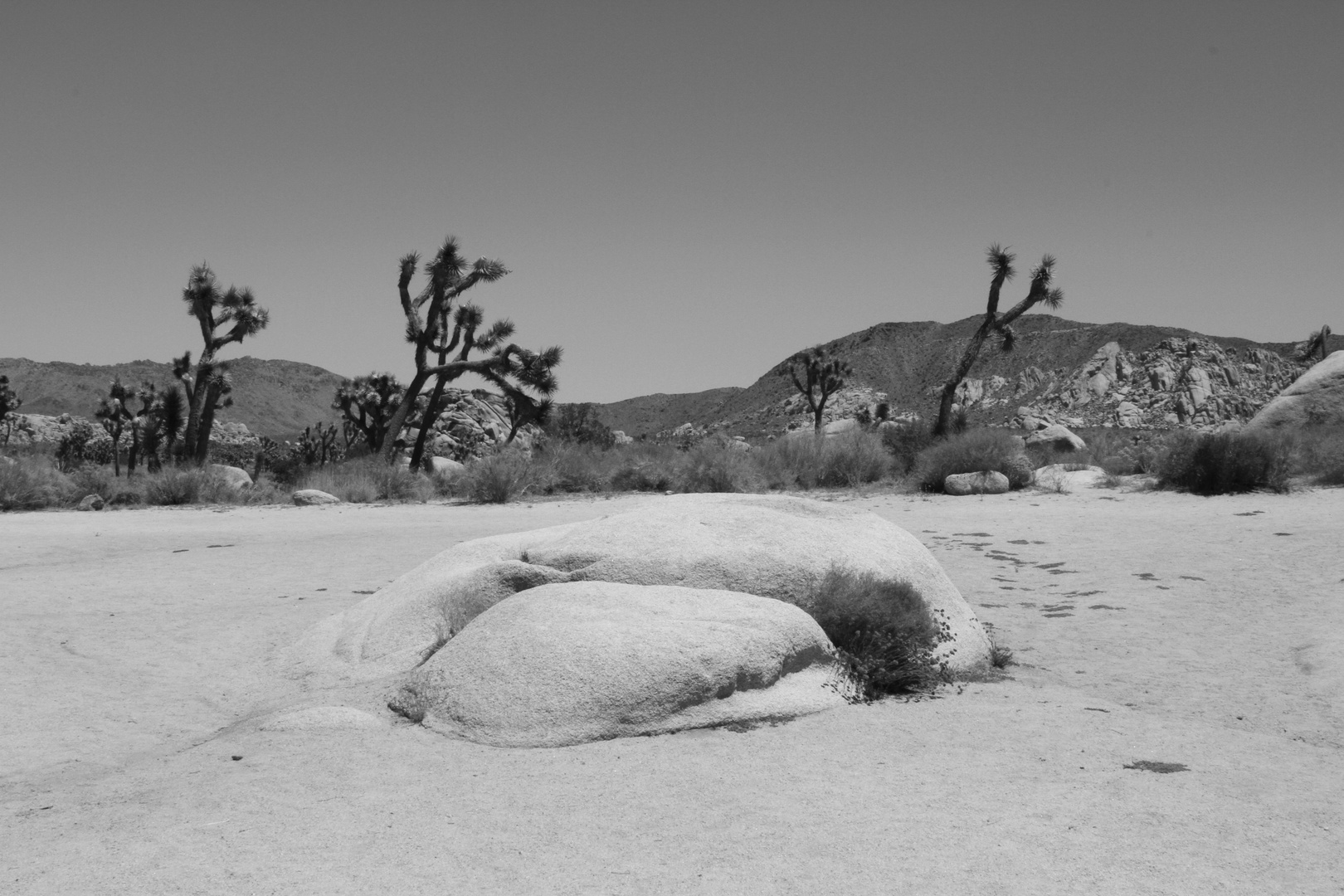 Joshua Tree #3