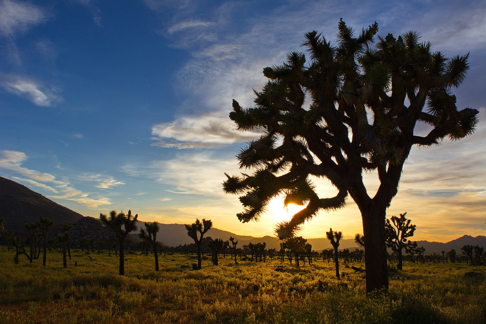 Joshua Tree