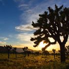 Joshua Tree