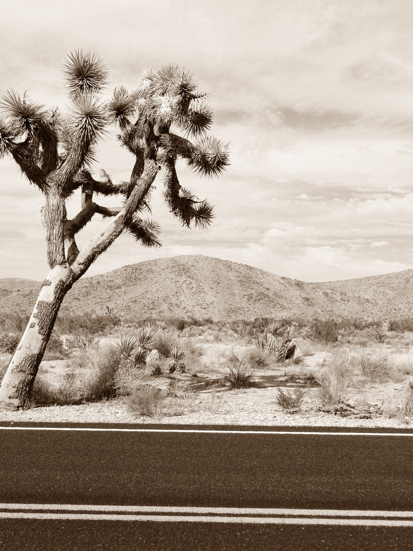 Joshua Tree