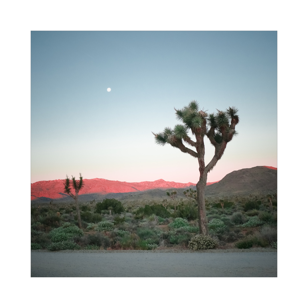 Joshua Tree