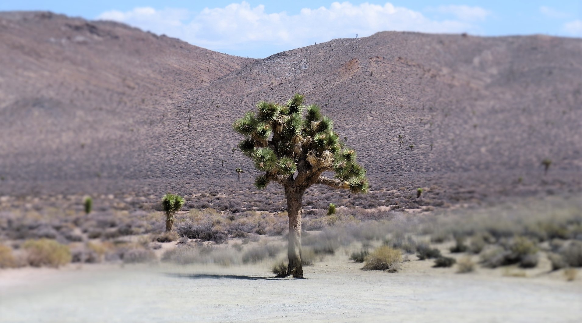 Joshua tree