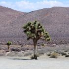 Joshua tree