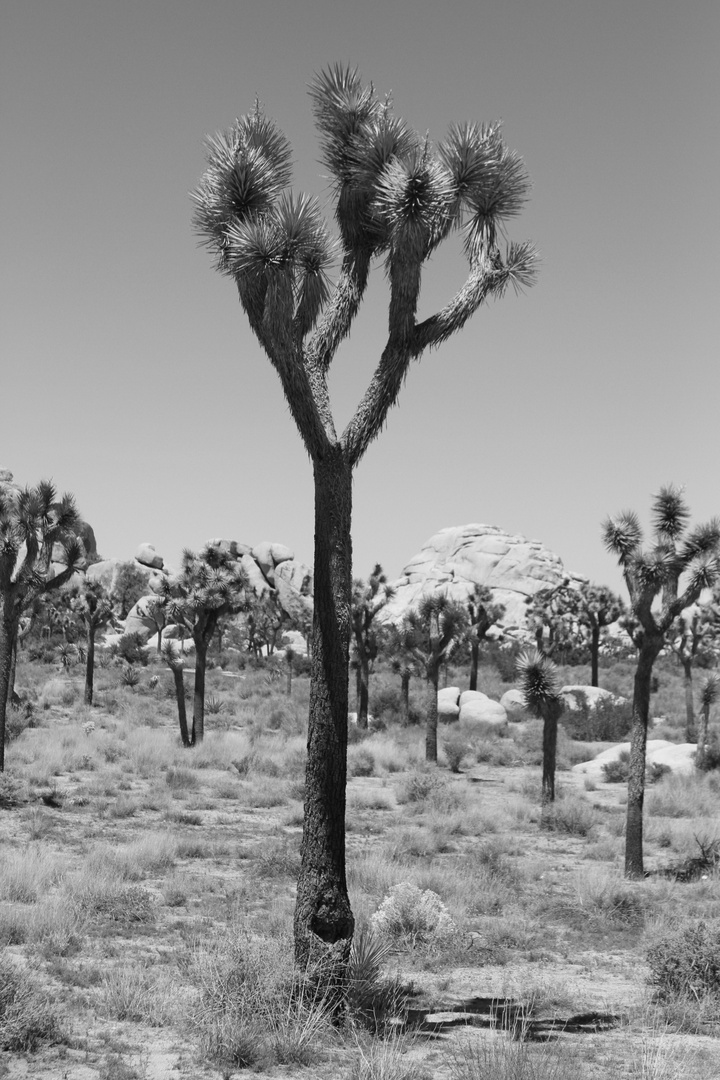 Joshua Tree #4